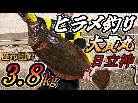 【ヒラメ釣り】ヒラメ船釣りで常磐日立沖の鮃を狙たら座布団鮃が姿を現す！茨城県の日立久慈港から大貫丸でヒラメを釣っていく！