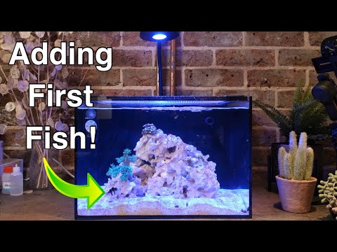 Adding Fish to the Reef Casa Studio 12 (And The Ugly Stage) | Nano Reef Tank Setup Part 4