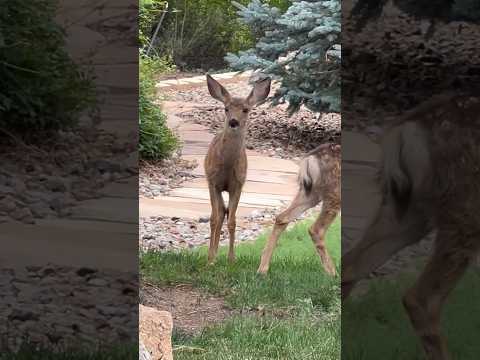 #cute #babyanimals #bambi #beautiful #animals