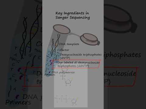 Sanger Sequencing Basics #biology #genetics #sequencing