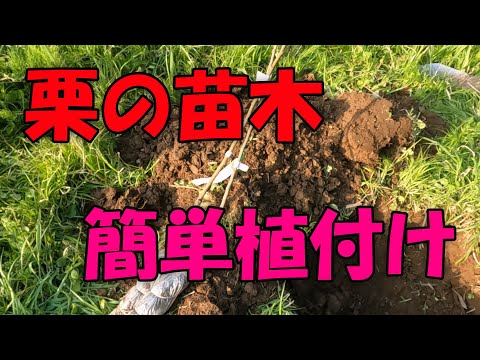 【栗】栗の苗木の植付け方