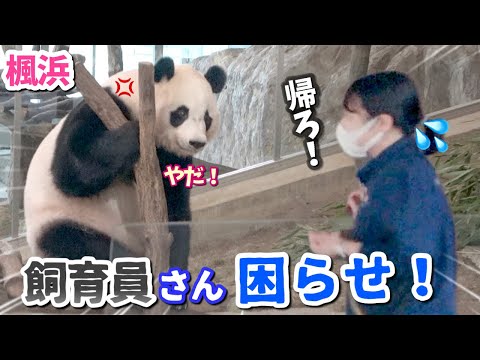 【パンダアイドル楓浜】お客さんは誰もいない💦いつまで居座るのよ〜ふうひん🐼