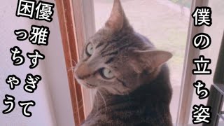 華麗なるココ 優雅なり我が立ち姿 cats #Shorts