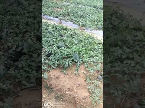 Watermelon farming in baleswar. #watermelon #farming #plants #watermelonfarming