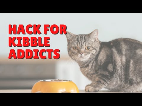 A Trick To Help Get Cat’s Off Of Kibble | Two Crazy Cat Ladies