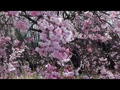 宇宙の桜