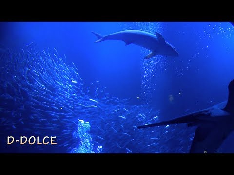 《神秘的!!! 水族館で撮影した動画!!!》水族館#4