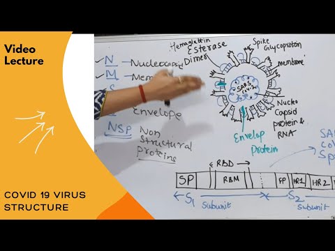 Covid 19 Virus - Structure, Viral coating & Genome Organization I by Dr. Nikita