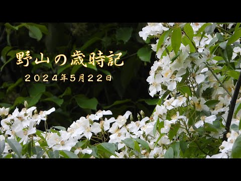 野山の歳時記　山で咲く草樹の花と果実、そしてひっそりと生える希少なシダ　2024年5月22日