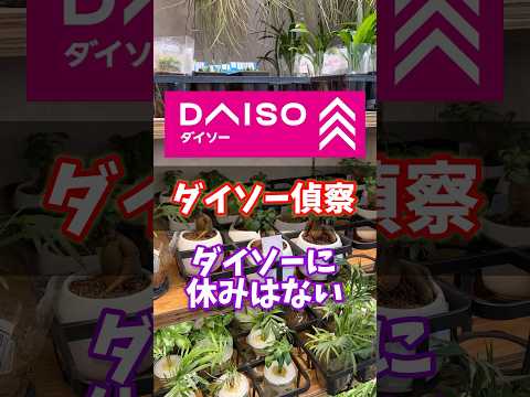 【ダイソー偵察】ダイソーに休みはない！ #ダイソー  #daiso #観葉植物 #houseplants