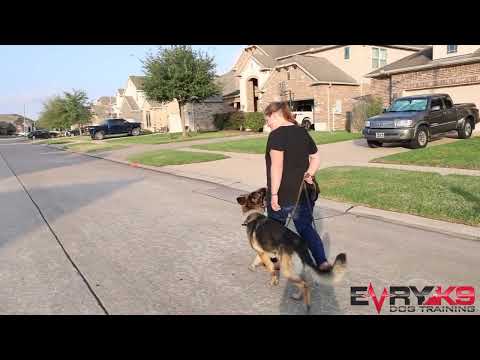 How to transfer your dog from ON LEASH to OFF LEASH.