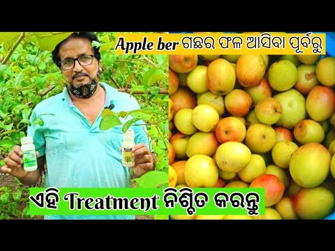 Apple berଗଛର ଫଳ ଆସିବା ପୂର୍ବରୁ ଏହି treatment ନିଶ୍ଚିତ କରନ୍ତୁ@basanta_sir_kitchengarden#appleber#viral