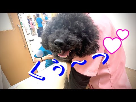 ワクチンでこの笑顔！病院に行きたくて仕方ない犬【トイプードル】