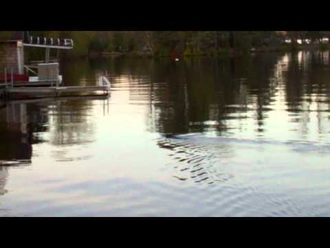 Fenelon Falls - Beaver