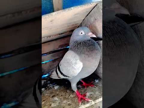 Silvar Giribaz kobutor#kabutar #trending #shortvideo #trendingshorts #flypigeon #vairal#kabutarbazi