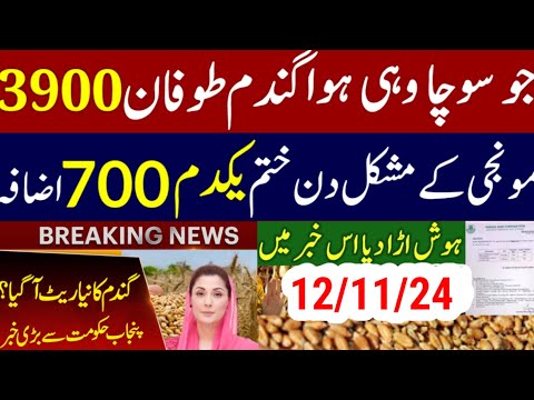 today wheat price in punjab//گندم کا ریٹ/25 '2024/munji makki till sarso/galla mandi rates today