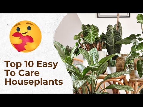 Top 10 Easy-to-Care-for Houseplants for Beginners