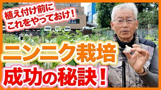 家庭菜園や農園のニンニク栽培を成功させる秘訣！種球の選び方と失敗しない植え方のポイントを徹底解説！【農園ライフ】