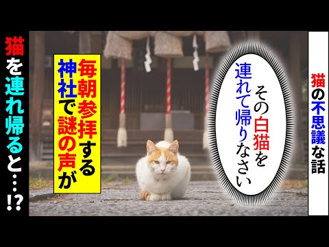 【猫の不思議な話】「今日の夕方また来なさい」神社参拝していると突然、声が…。言われた通り訪れるとそこに1匹の猫。連れて帰ると不思議な事が次々と起こり始め…。【朗読】【猫】【感動】