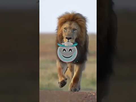 Lion Attitude shayari status Shayari status Attitude shayari #youtubeshorts#viral#shayari#shorts