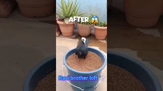 PIGEON MAGICAL POWER🕊 🧐#pigeon #pigeonlover#kabootar #bird #status #video #viralvideo #shorts #tag #