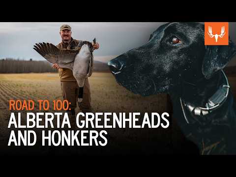 Road to 100 | Alberta Greenheads and Honkers