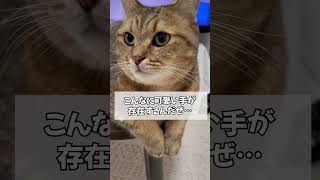 【共感】猫の前足ぷるぷる触るの最高過ぎるんだよねぇ…　#shorts