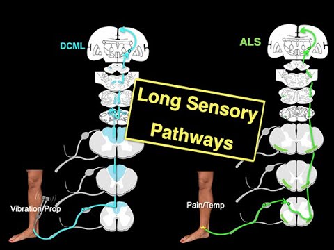 Long sensory pathways