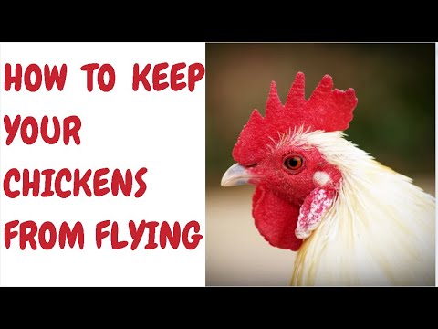 How To Keep Your Chickens From Flying