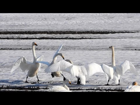 【えりすいしかり】北生振水田の白鳥