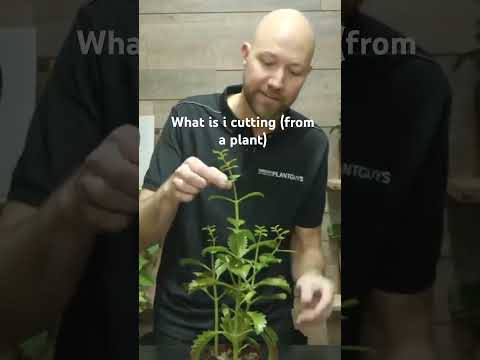 What is a cutting (from a plant) #plants #plantcutting #swedishplantguys #shorts #gardening