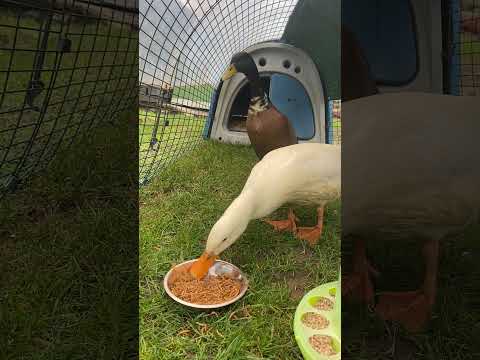 Big Duck and Mc Duck are back😊 #ducks  #chickenhotel #thechickinndyserth #animals