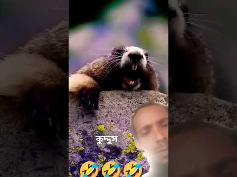 কুদ্দুস #motivation #video #funny