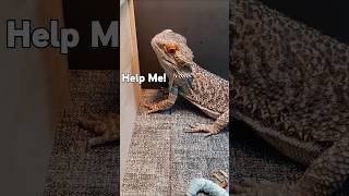 Help! I need Pest control ASAP!#beardie #ytshorts #funnylizard#hornworm