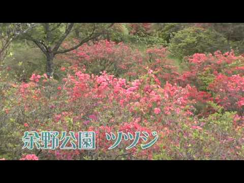 余野公園　つつじ