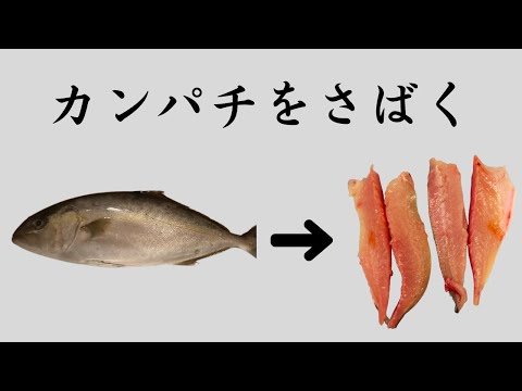 【魚さばき】カンパチをさばく