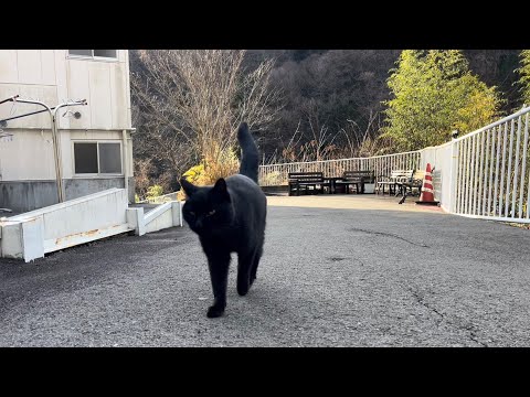 坂道で追いかけてくる黒ねこちゃん　No.８３８　に　２０２４年　１２月２８日　８：００　のくろねこちゃん　black cat