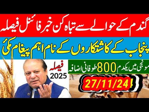 munji kaynat 1121rate 2024/munji 1509 new rate /today gundam rate/مونجی کا ریٹ کائنات