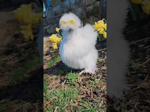 cute silkie chicken #silkies #silkiehens #cute