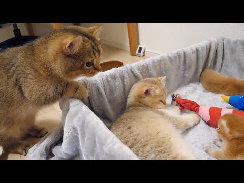 Cat Pucca is almost a mother cat, and cat Charo and owner are surprised!