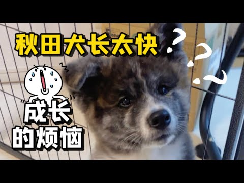 😂獸醫說這小秋田看樣子要長到100斤，我該怎麽辦？！