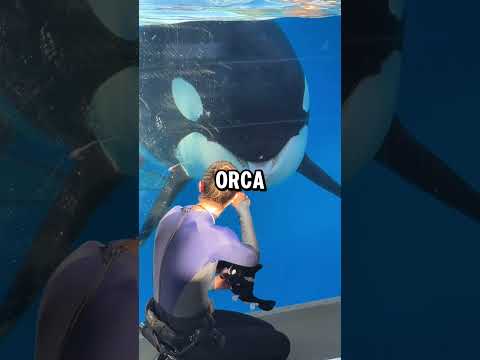 How An Orca Reacts To A Plush Orca Toy! (📸: seaworld.photos)