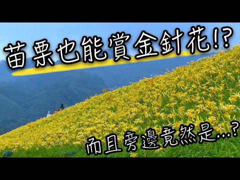 苗栗景點 - 苗栗竟然也有金針花海 | 苗栗金針花堤防位置在哪裡, 花期為何時? | 不用大老遠跑到東部就能賞平地金針花!