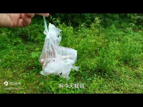 五一假期冒雨爬山赏珙桐花，平武文旅附送篮球赛歌舞表演山野集市