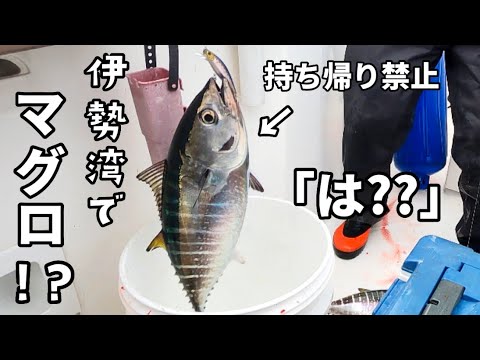 伊勢湾ジギングでマグロが釣れたらやるべき事