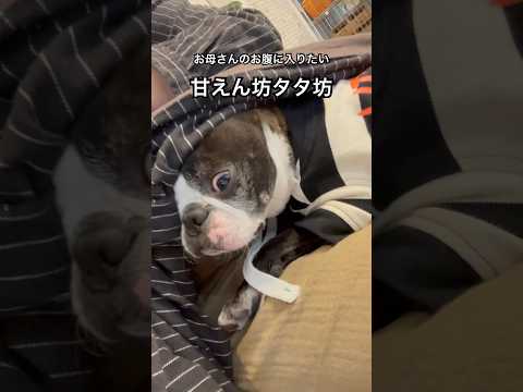 #ボストンテリア #bostonterrier #dog #dogshorts