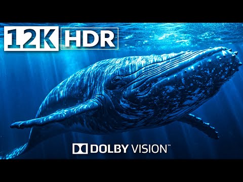 1500 Animals of Ccean 12K HDR 120fps Dolby Vision | Underwater World, Marine Life, Relaxation