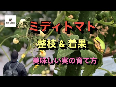 【豊かな農園 11】ミディトマト 美味しい実の作り方 大事な作業