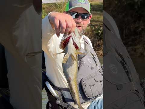 Them river smallies are getting thick for the winter