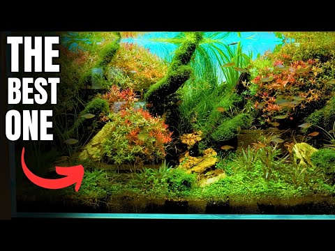 Discovering Aquascaping Stores in Tokyo🇯🇵